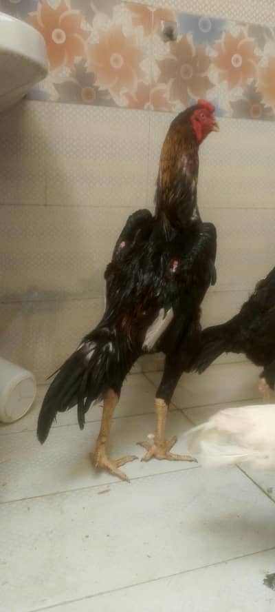 Top Shamoo Male 2 Female Urgent Sale