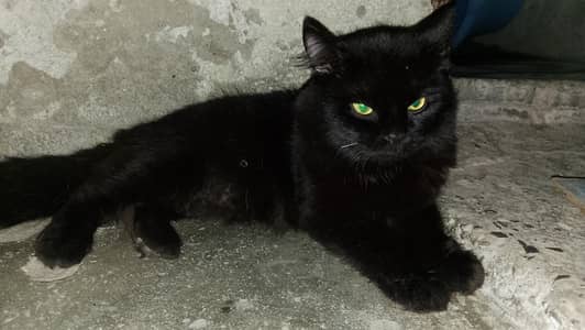 persian cat