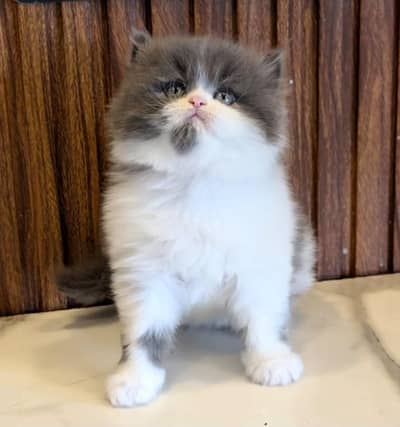 Persian Kittens/sami punch face/ Cats Gray /white/ Blue eyes