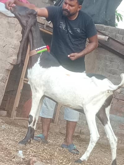 ablag confram gaban phat sale