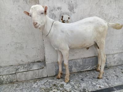 Barbari / Taddy / Gulabi Zero Size Blue Eyes Andal Male for Sale