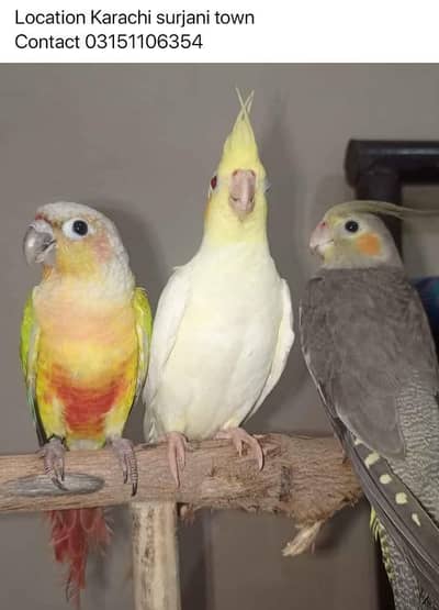 hand tame birds