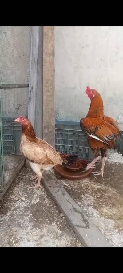 Aseel breed for sale