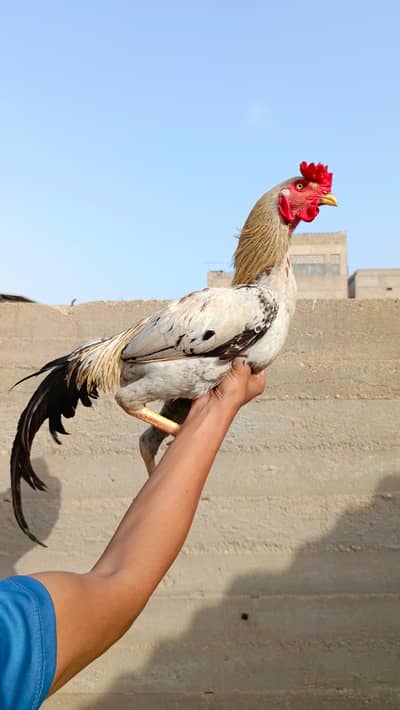 Aseel Sindhi Breeder male for sale