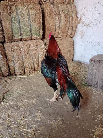 lakha mushka or lakha 2 high quality
