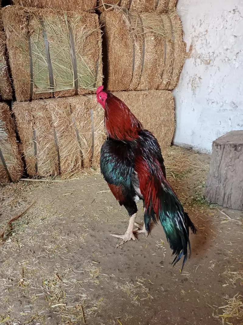 lakha mushka or lakha 2 high quality — photo 3