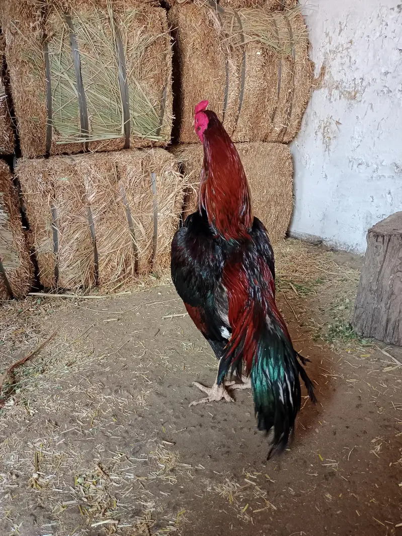 lakha mushka or lakha 2 high quality — photo 4