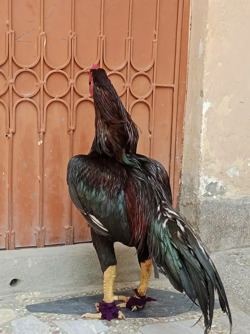 lakha mushka or lakha 2 high quality — photo 6