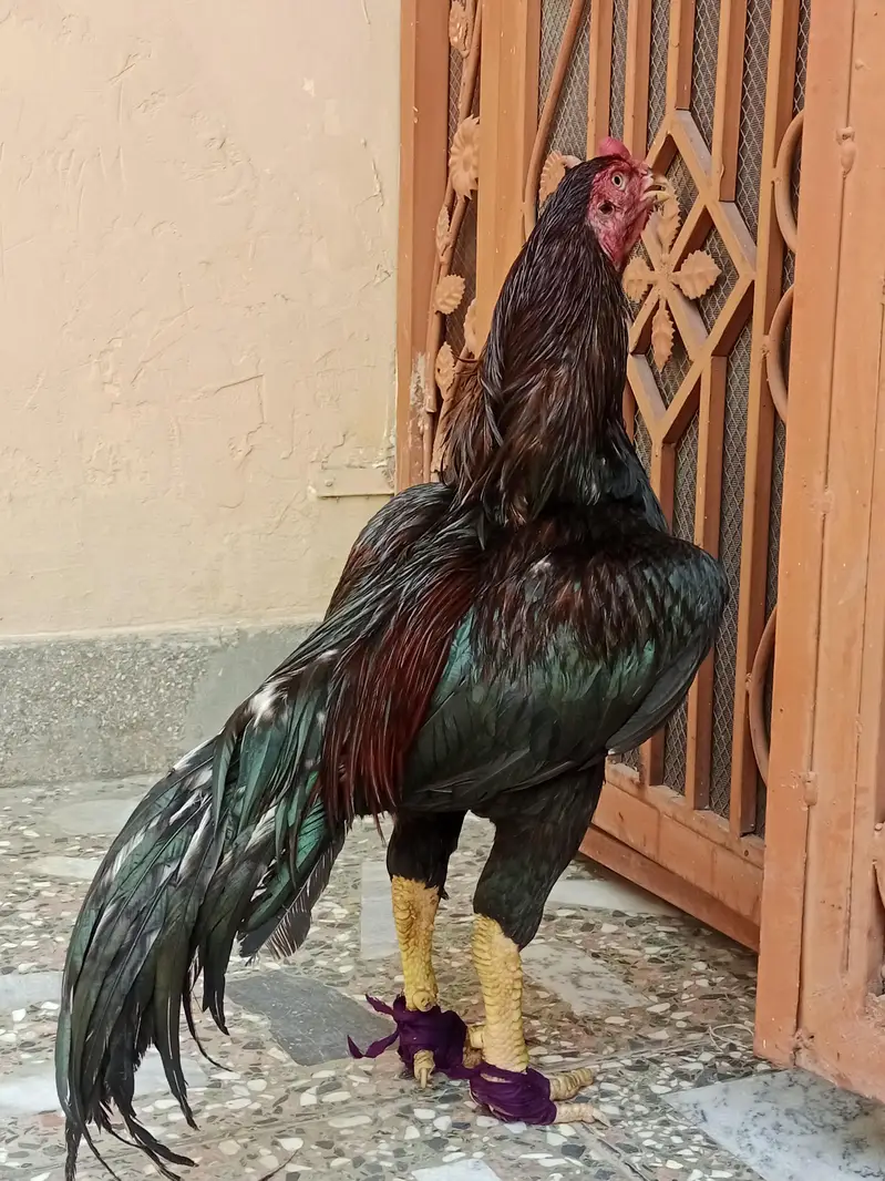lakha mushka or lakha 2 high quality — photo 7