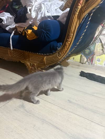 Cat for sale