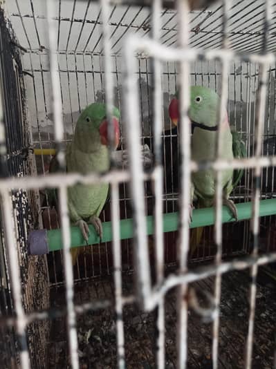 raw parrot