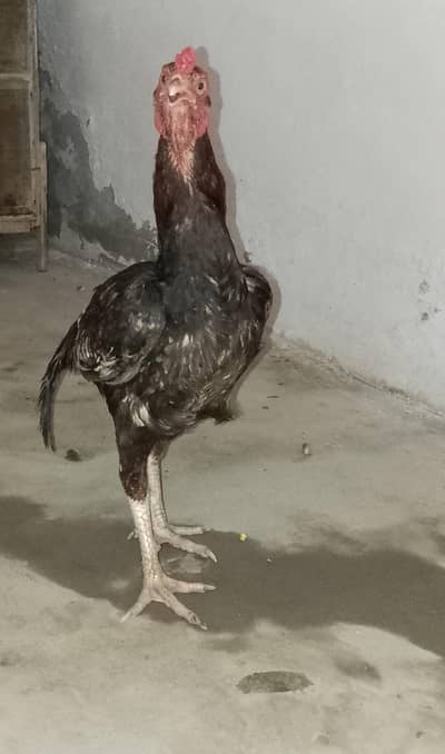 young aseel male