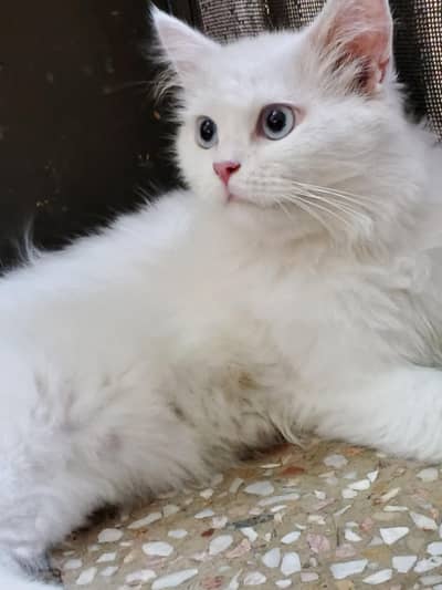 Extremely Loving Full White Persian Cats Triple Coat Pair for Sale