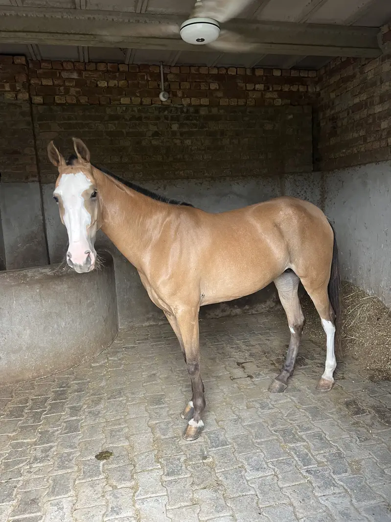 Femal horse — photo 2