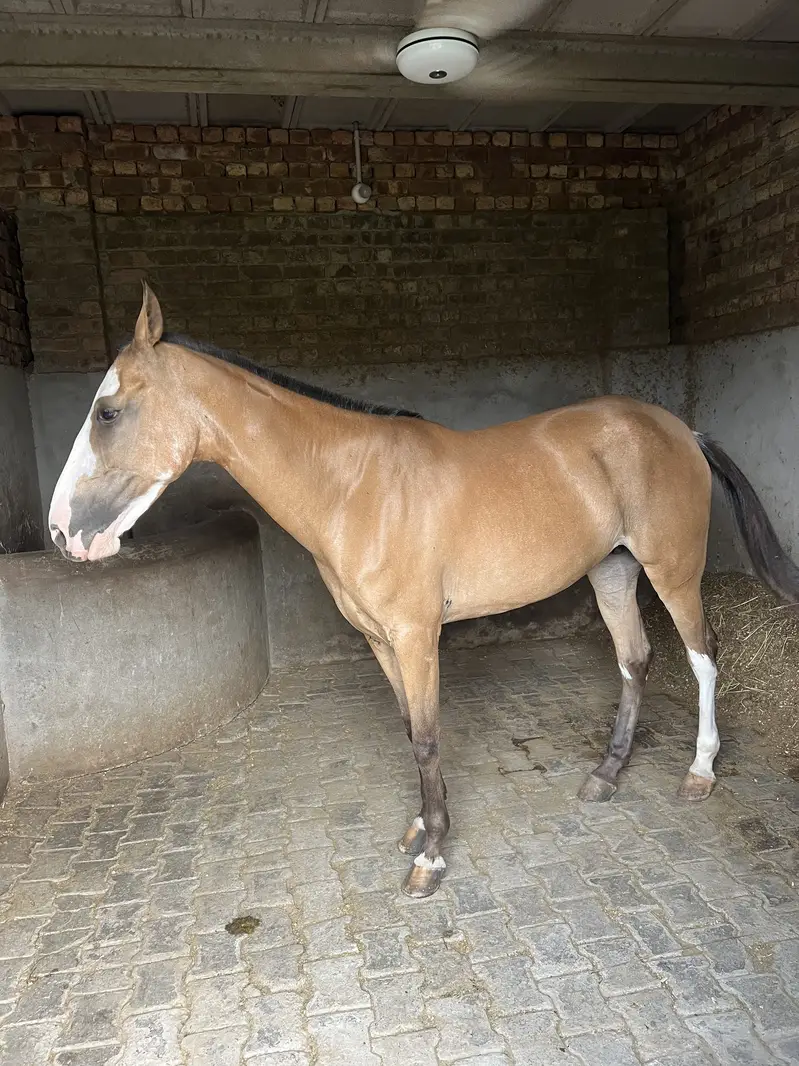 Femal horse — photo 3