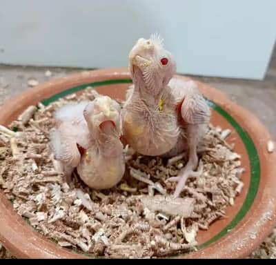 Eno Cocktail chicks red eyes