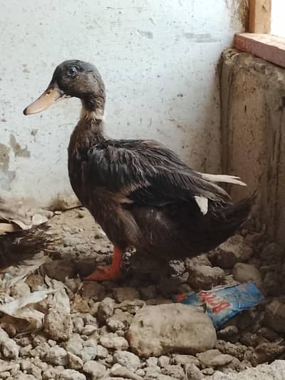 ducks