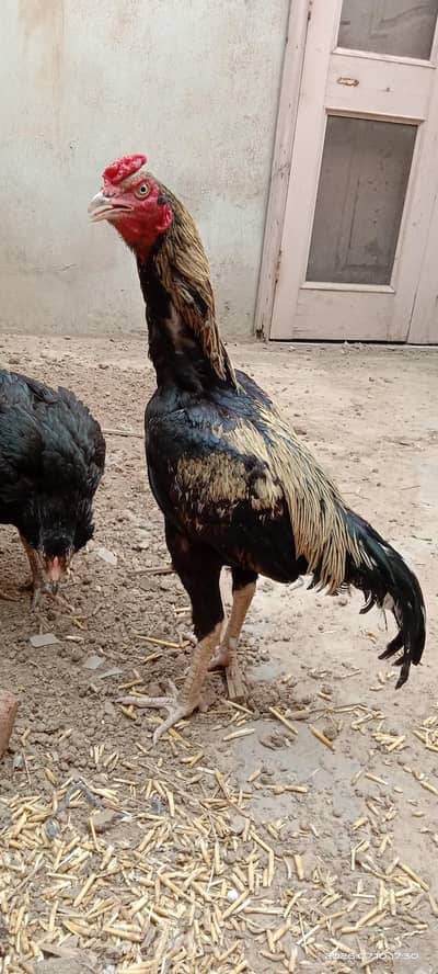 aseel hens for sale
