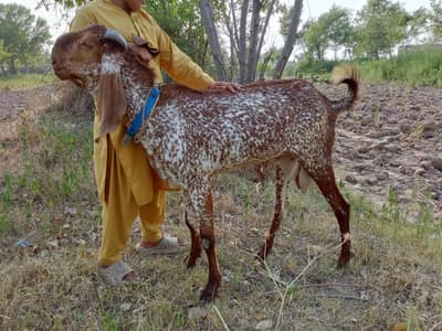 bredar Bakra maky cheena fresh 2 dant