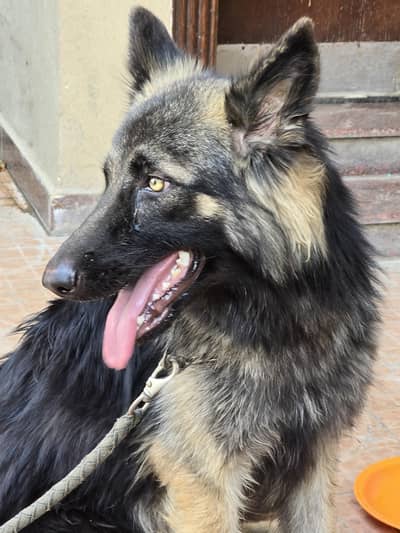 Pure German Shephard Long Coat