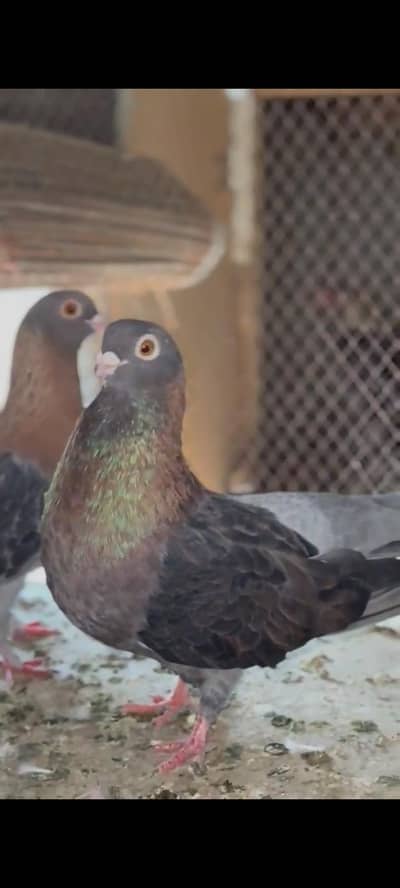 Egyption Swift Pigeon breeder pair with one self chick