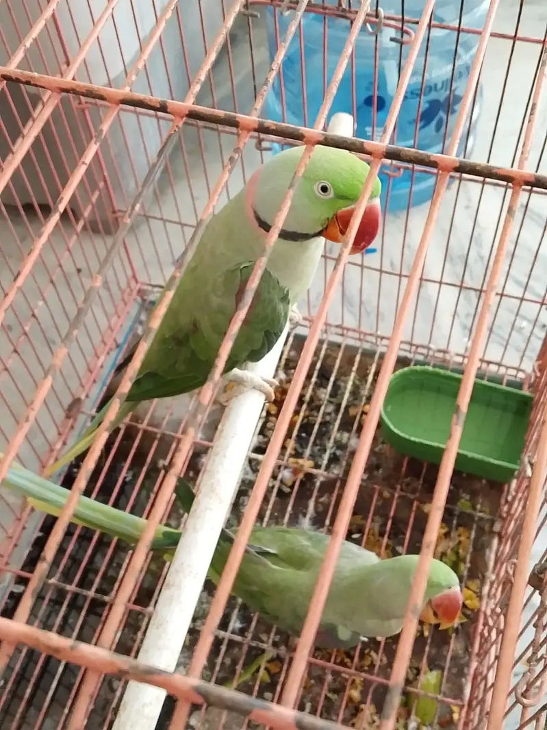 Raw parrot pair for sale