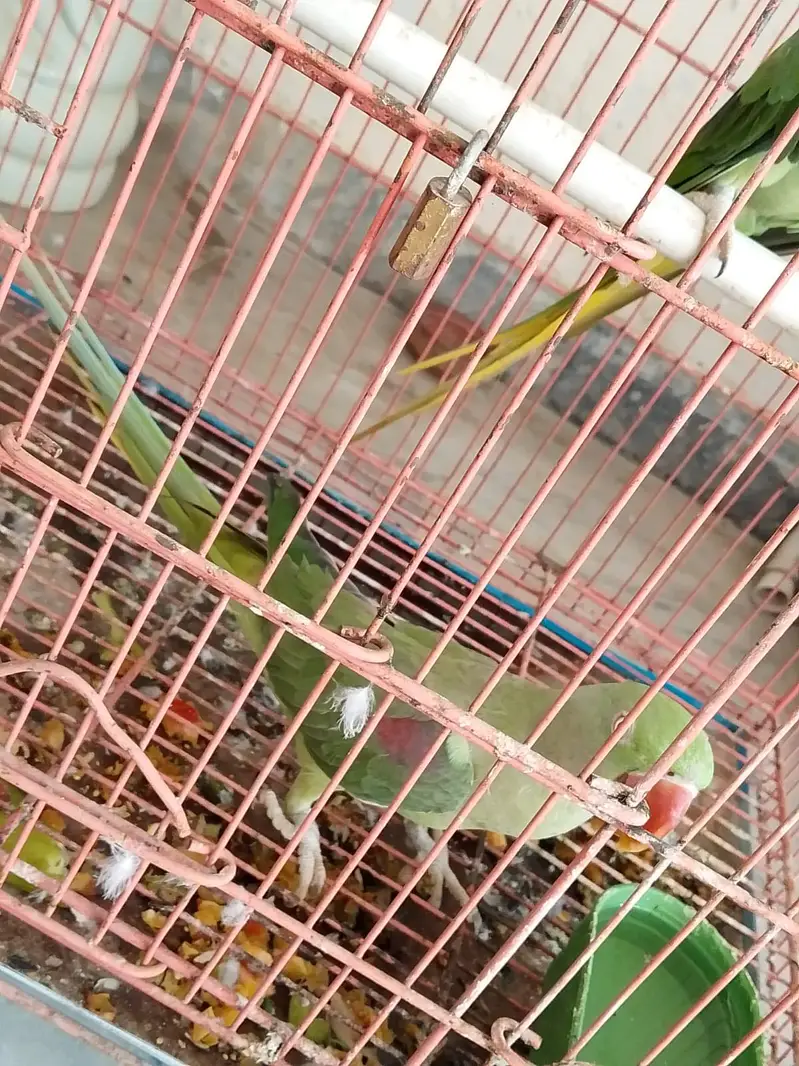 Raw parrot pair for sale — photo 2