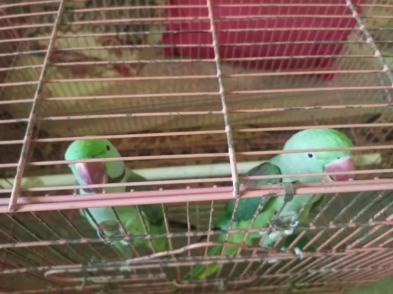 Raw parrot pair for sale — photo 3