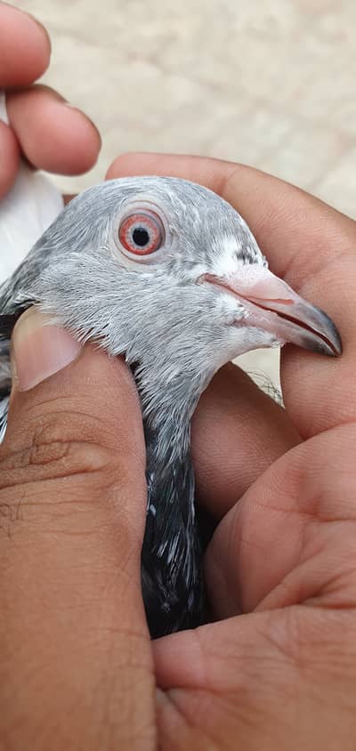 Qasoori tedi kabutar 03215040717