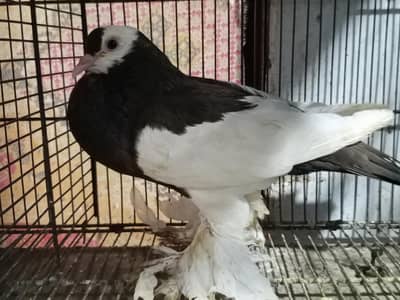 Ghubara Kabootar Piegon Pair