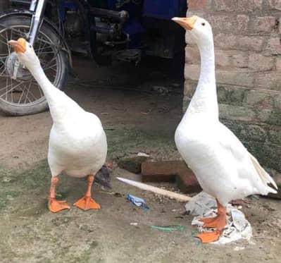 Big Ducks pair urgent sale