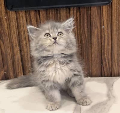 Persian Kittens/sami punch face/ Cats Gray /white/ Blue eyes