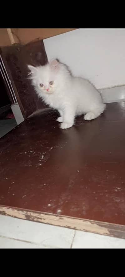 extreme punched face white kittens for sale