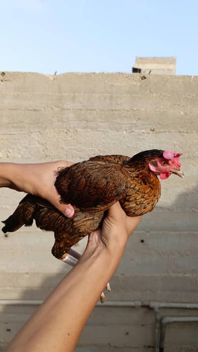 pure Sindhi aseel murghi 3 bacho ke sath for sale