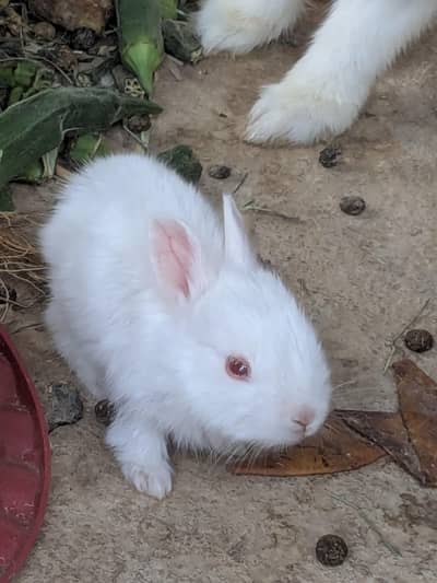 All Rabbit For Only 3k with small babies and Medium babies