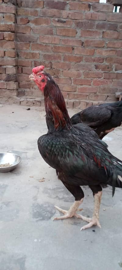mushka aseel