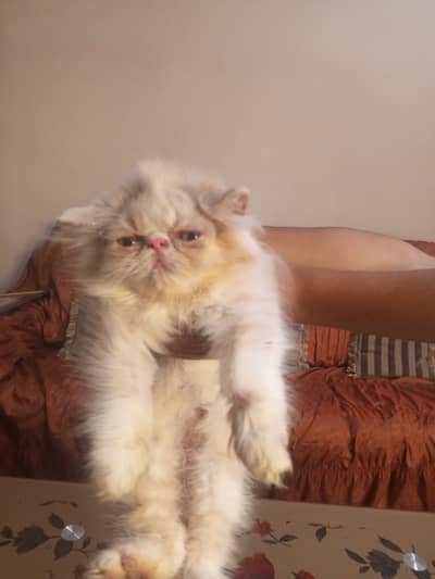 persian kittens|triple Coated|Punch Face kittens_cute|fluffy cat/piki