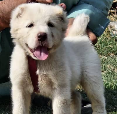 king Alabai puppy | Alabai male dog | security dog for sale