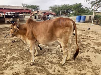 2 cows for aqeeqa or meat purpose