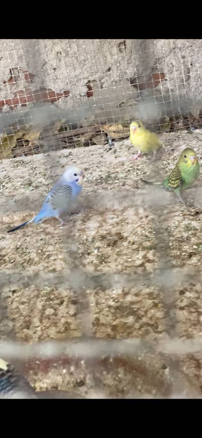 Bajri pathay for sale, non flying but proper self, contact 03077965568