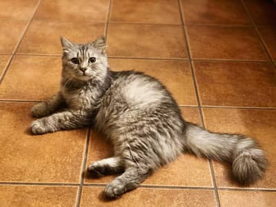 Persian Cat