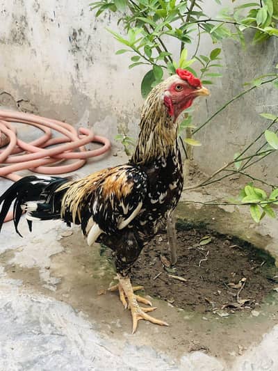 Aseel mianwali Bohat hi acha Murgha ha
