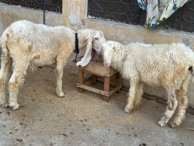 kajla + mundri.  120000