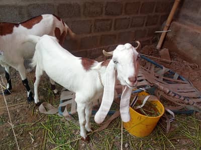 bakriyan for sale