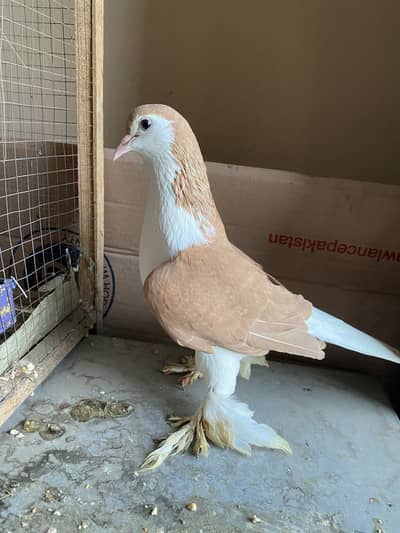 Sherazi Pair for Sale 100% Breeder