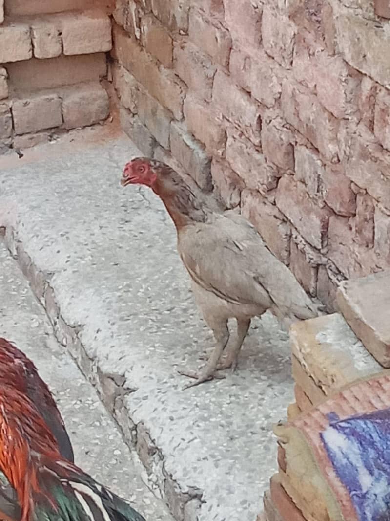 تیتری مرغا ہینڈ مرغی 3