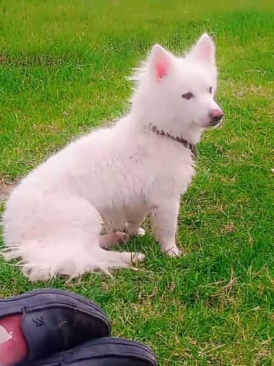 o size russain male for sale