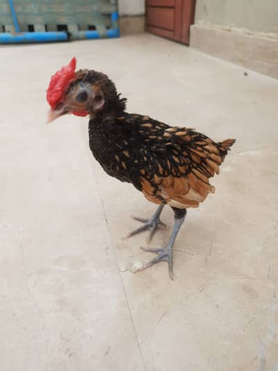 Golden Sebright Male