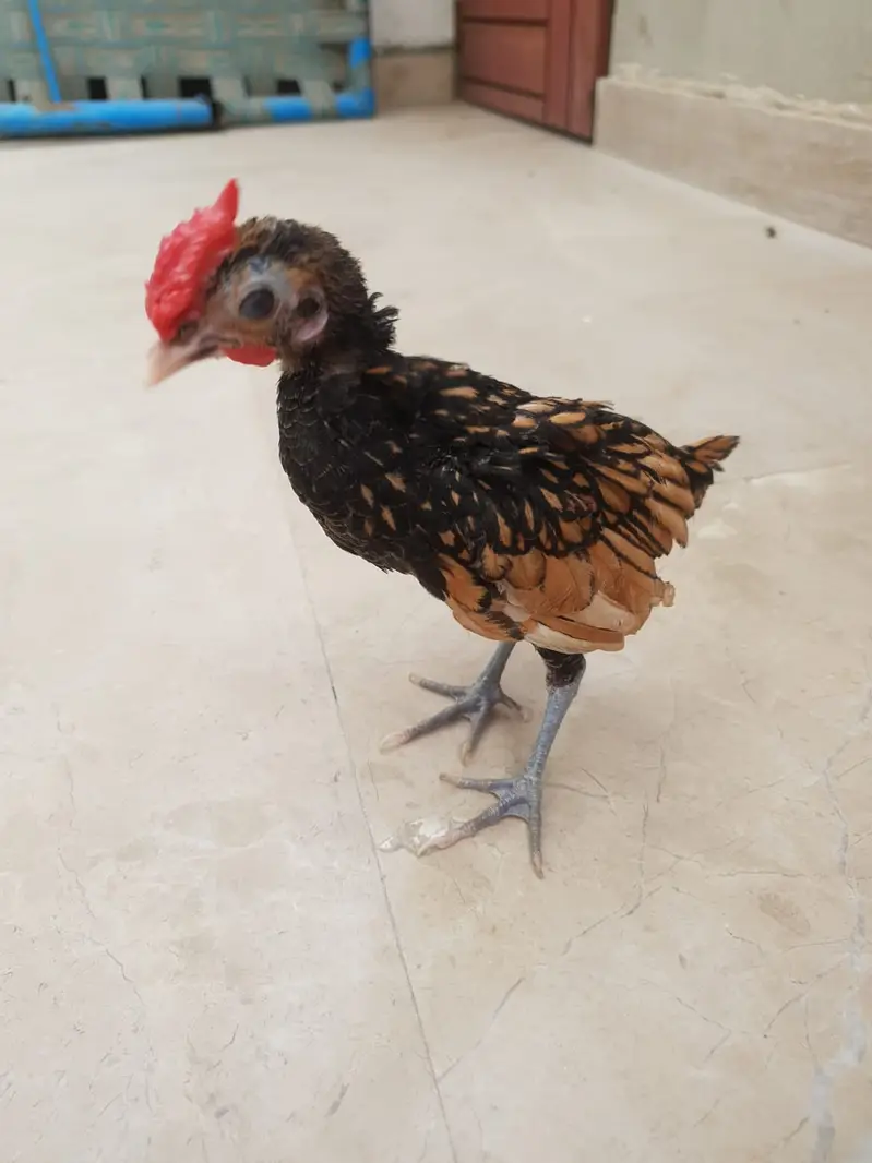 Golden Sebright Male