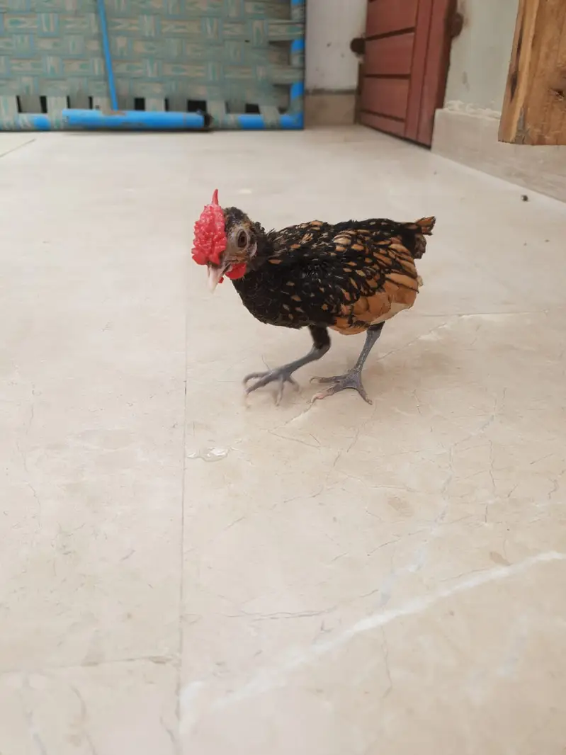 Golden Sebright Male — photo 2